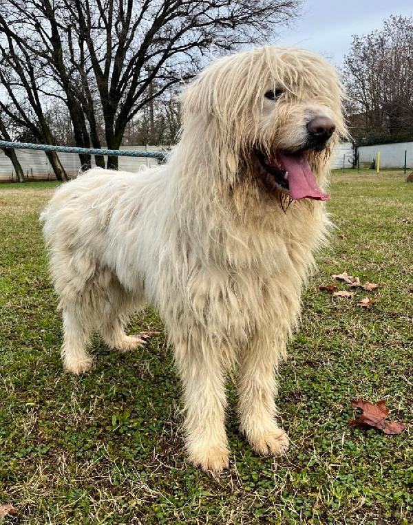 BELLE BELLISSIMO Foto 3